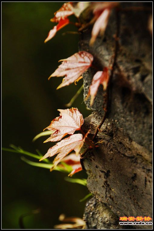nEO_IMG__MG_0100.jpg