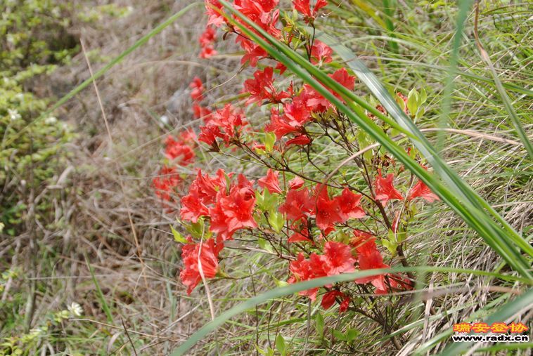 DSC_0123.jpg