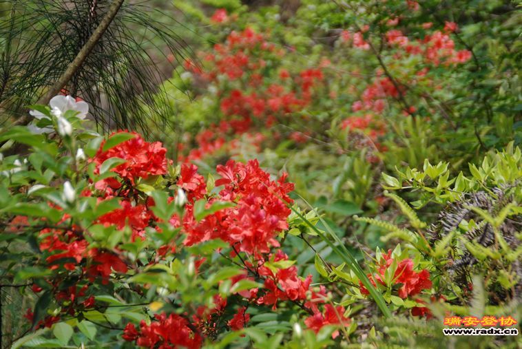 DSC_0128.jpg