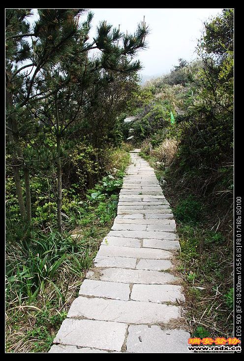 林荫道。