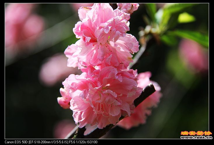 nEO_IMG_IMG_3510.jpg