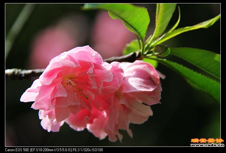 nEO_IMG_IMG_3511.jpg