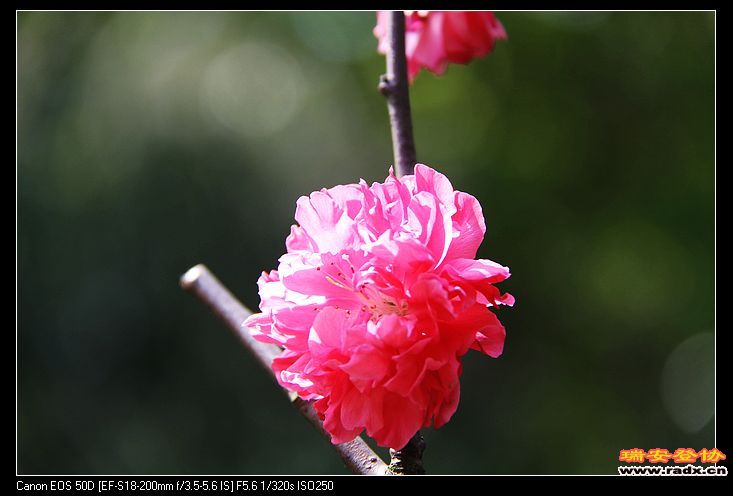 nEO_IMG_IMG_3514.jpg