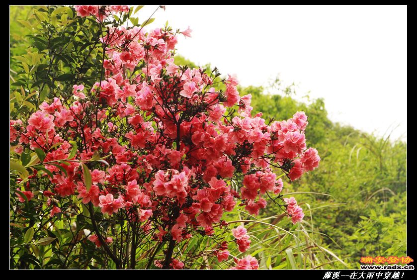nEO_IMG__MG_0337.jpg
