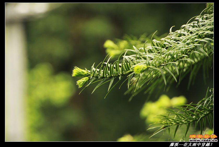 nEO_IMG__MG_0405.jpg