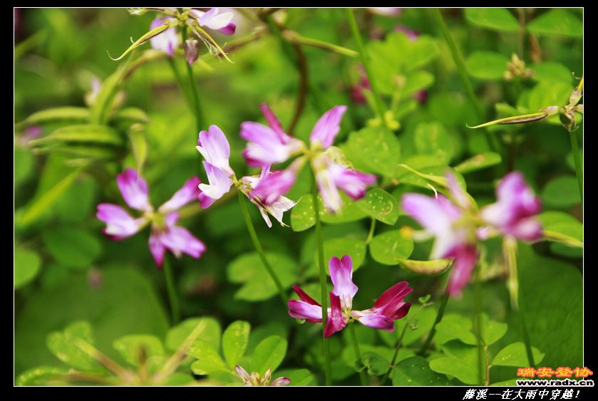 nEO_IMG__MG_0410.jpg
