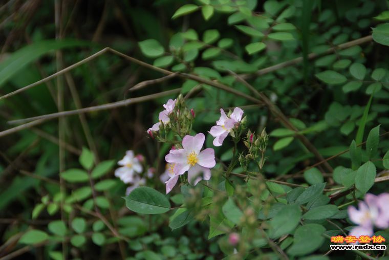 DSC_0332.jpg