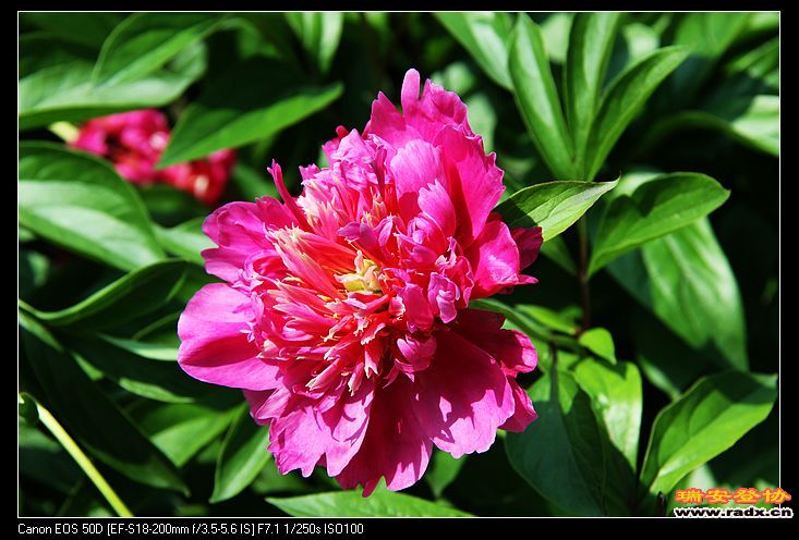 芍药--市花。