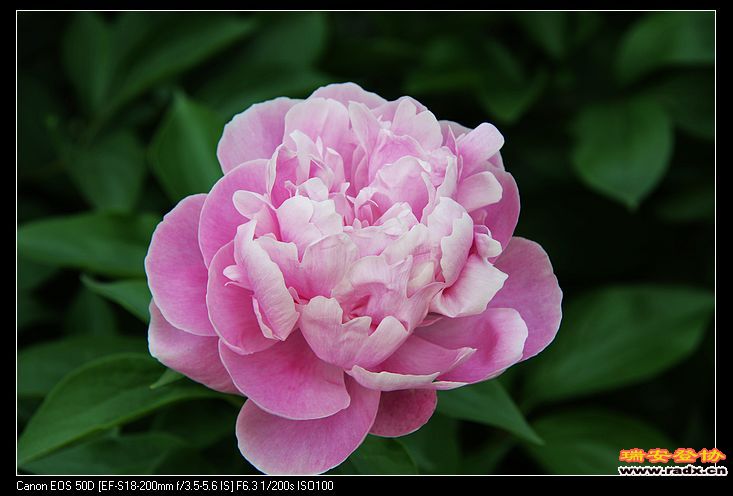 nEO_IMG_IMG_4109.jpg