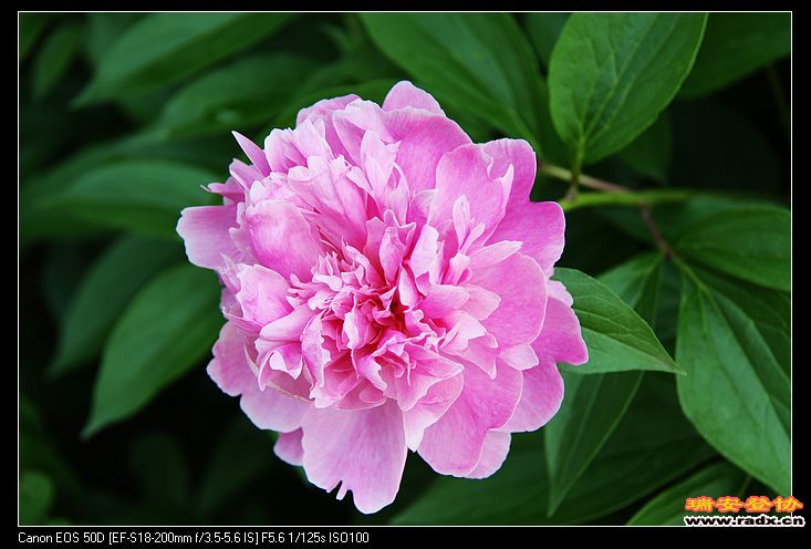 nEO_IMG_IMG_4112.jpg