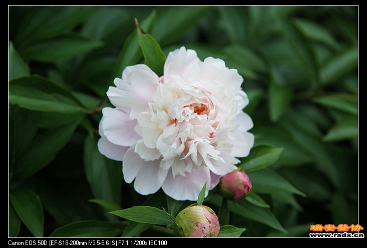 nEO_IMG_IMG_4118.jpg