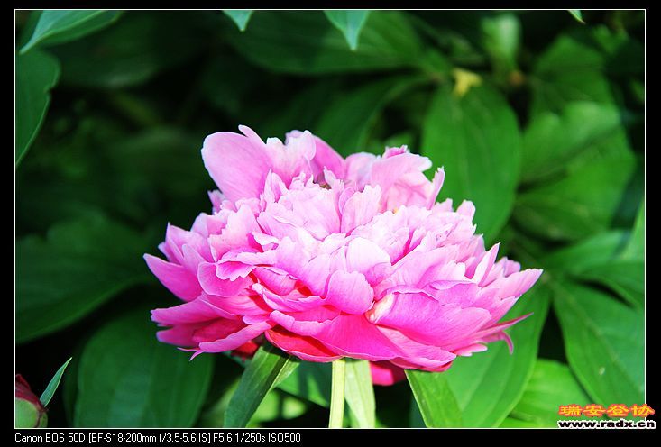 nEO_IMG_IMG_4229.jpg