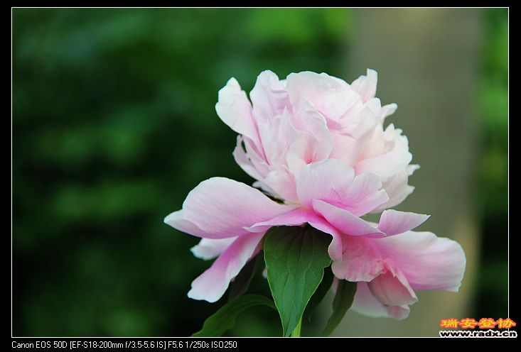 nEO_IMG_IMG_4230.jpg