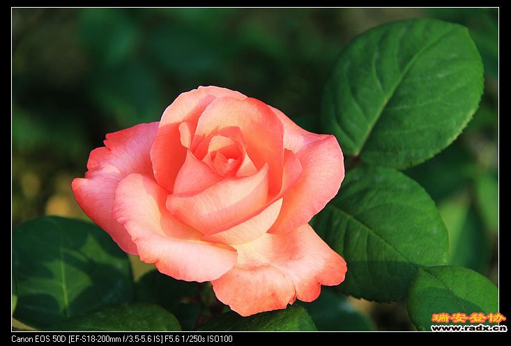 nEO_IMG_IMG_4719.jpg