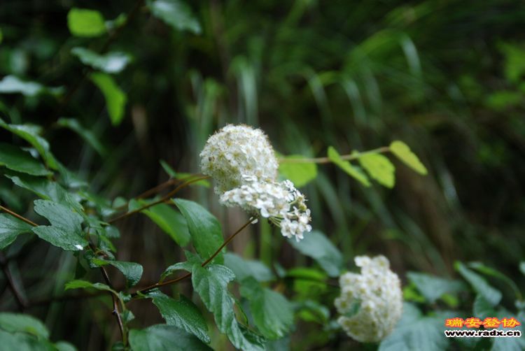 DSC_1103.jpg