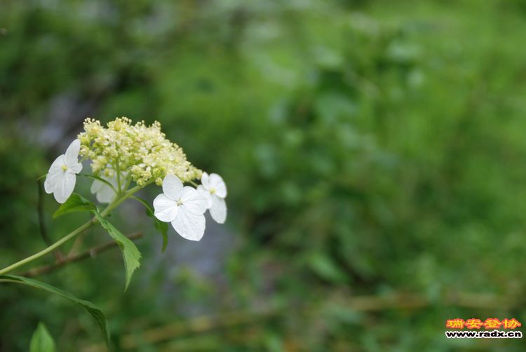 DSC_1189.jpg