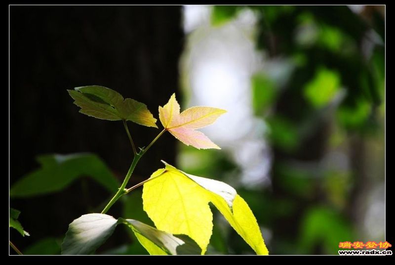 nEO_IMG__MG_0093.jpg