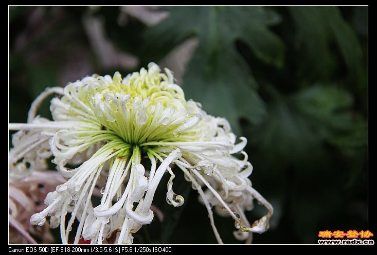 nEO_IMG_IMG_7946.jpg