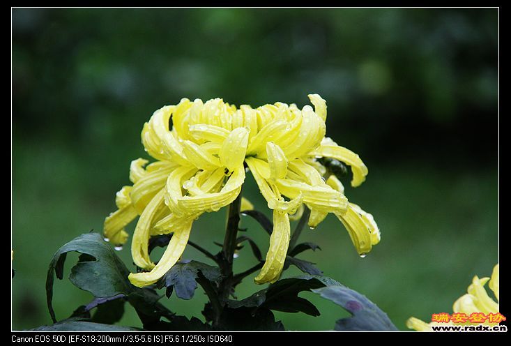 nEO_IMG_IMG_7947.jpg