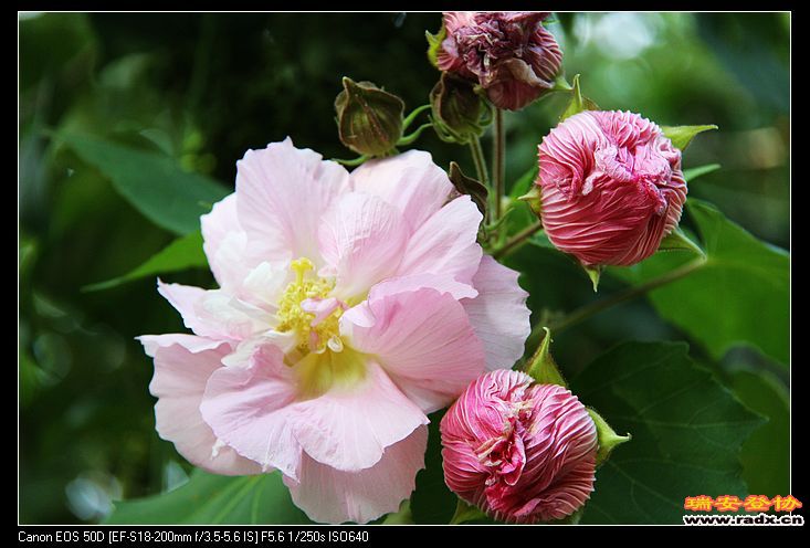 nEO_IMG_IMG_8071.jpg