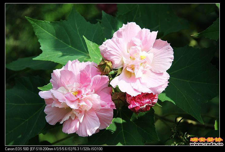 nEO_IMG_IMG_8073.jpg