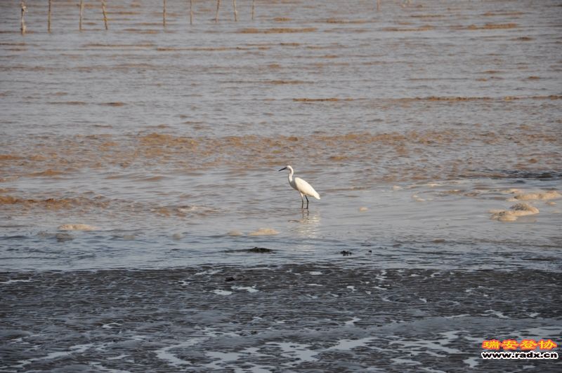 DSC_0466.JPG