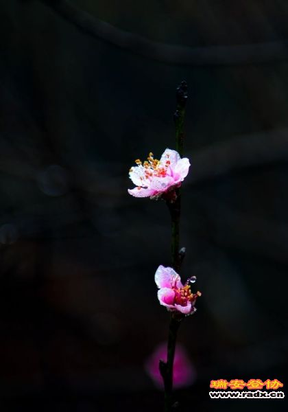 WGQ_4617.jpg
