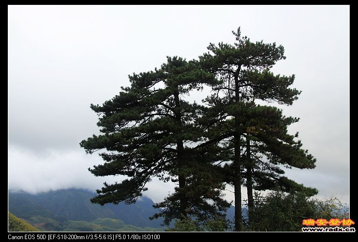 黄山松。