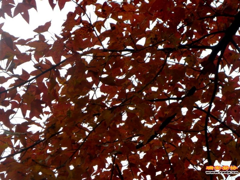P1060527.JPG