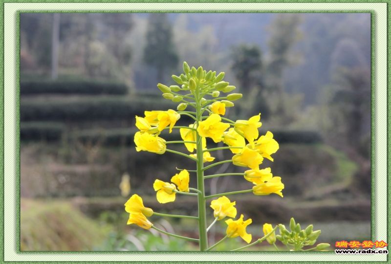 nEO_IMG_油菜花开.jpg