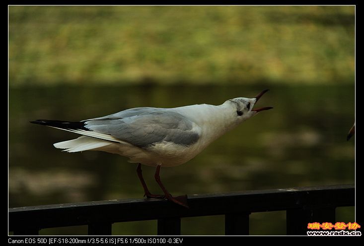 nEO_IMG_IMG_2696.jpg