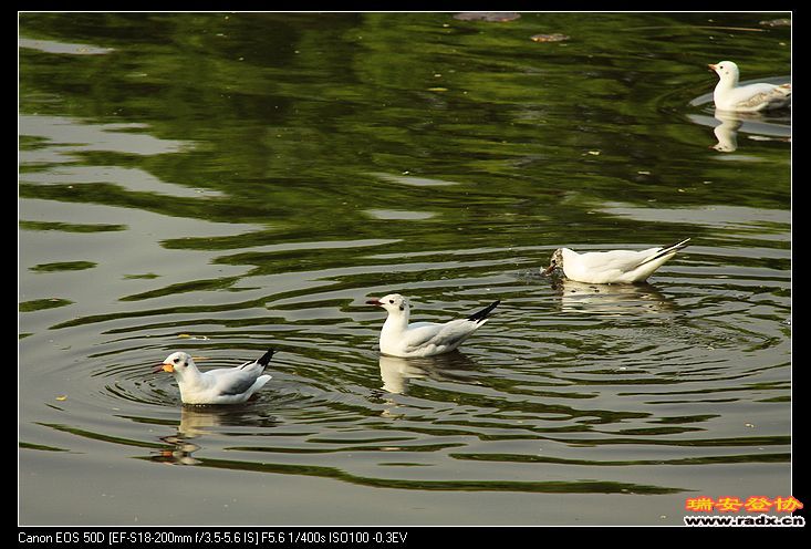 nEO_IMG_IMG_2706.jpg