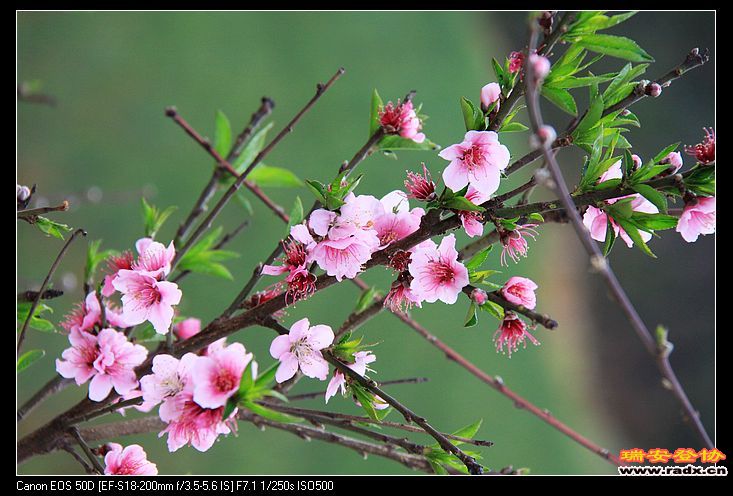 nEO_IMG_IMG_0910.jpg