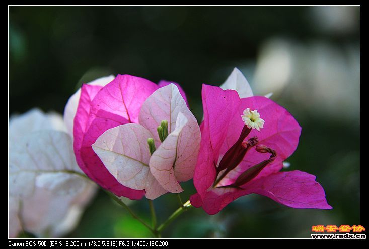 nEO_IMG_IMG_1458.jpg