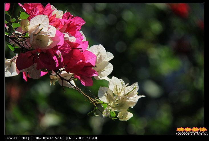 nEO_IMG_IMG_1469.jpg