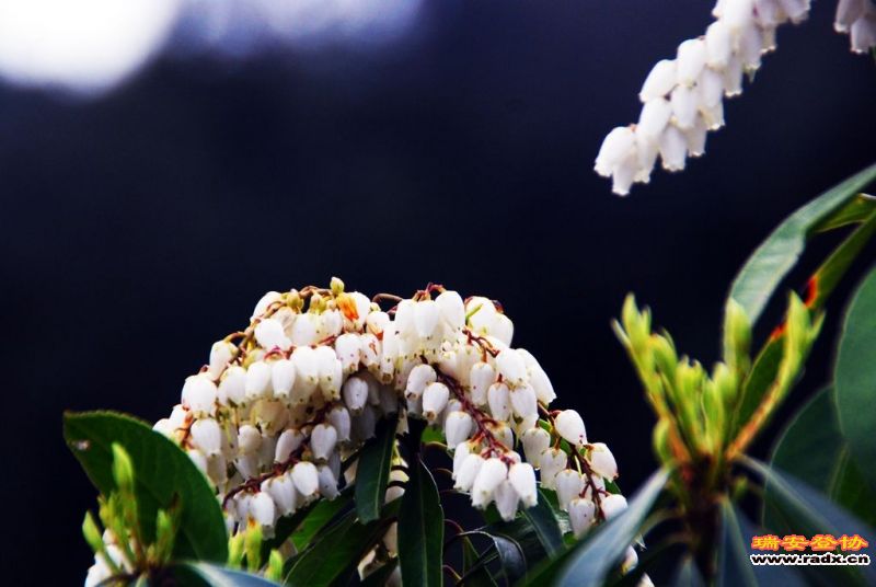 DSC_0122.jpg