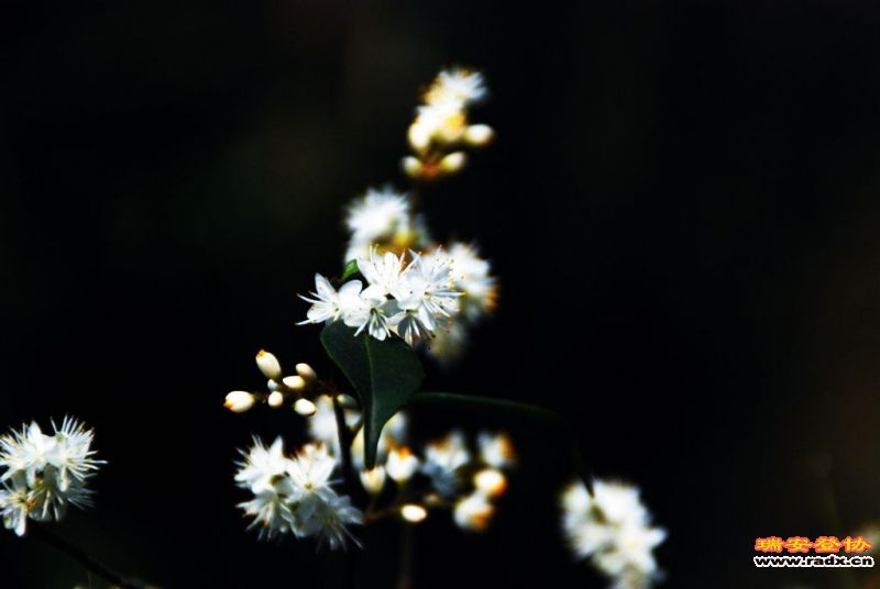 DSC_0142.jpg