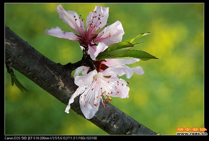 nEO_IMG_IMG_2899.jpg