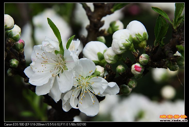 nEO_IMG_IMG_2984.jpg