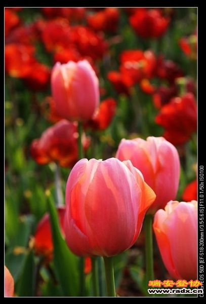 nEO_IMG_IMG_2993.jpg