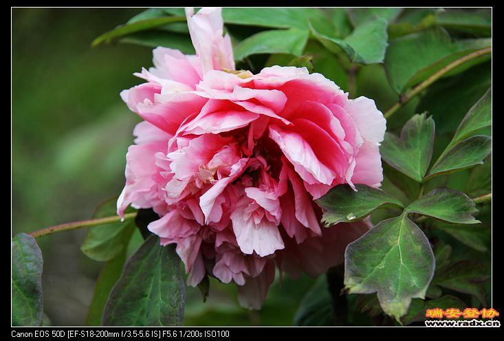 nEO_IMG_IMG_3206.jpg