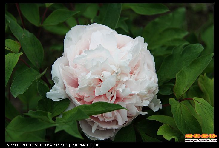 nEO_IMG_IMG_3219.jpg