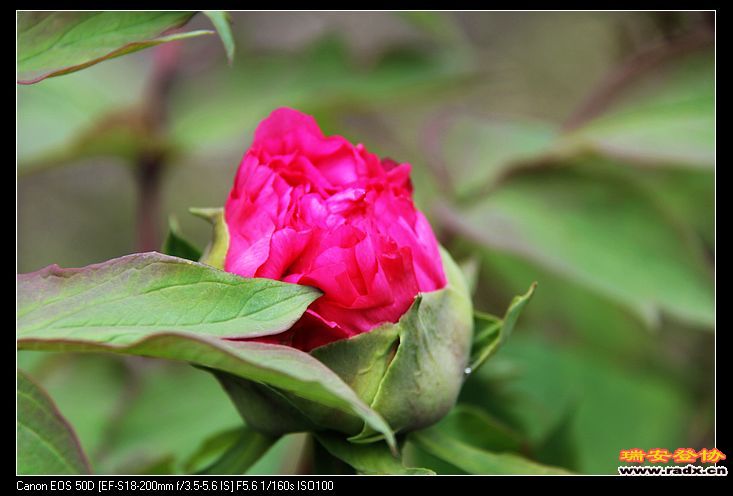 nEO_IMG_IMG_3226.jpg