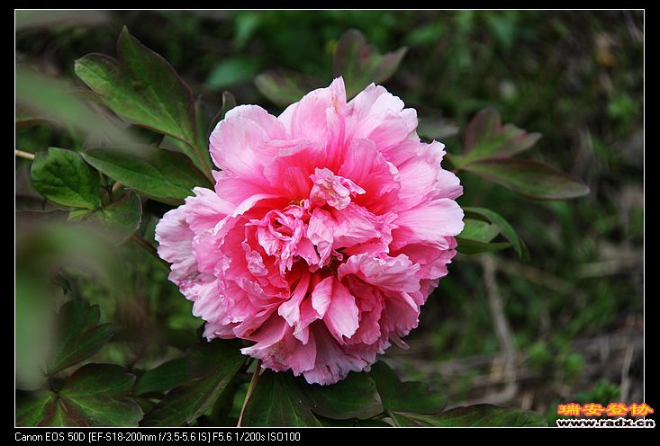 nEO_IMG_IMG_3227.jpg