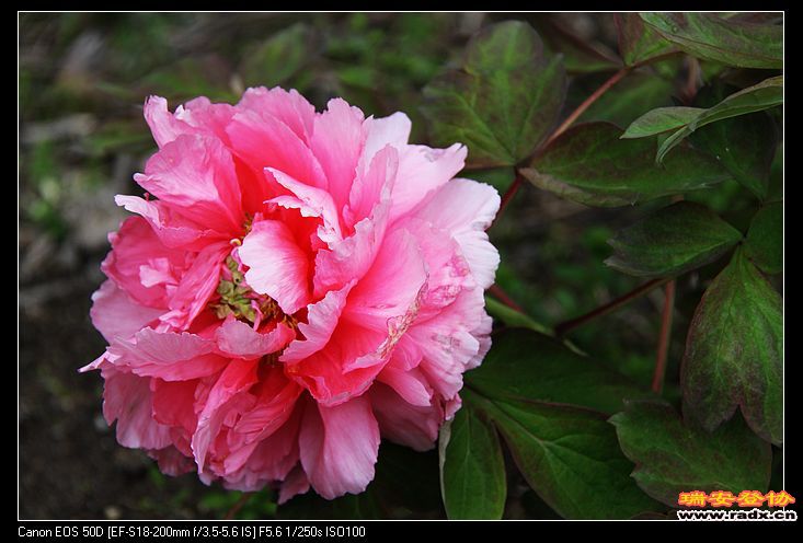 nEO_IMG_IMG_3228.jpg