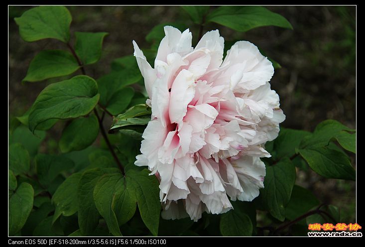 nEO_IMG_IMG_3230.jpg