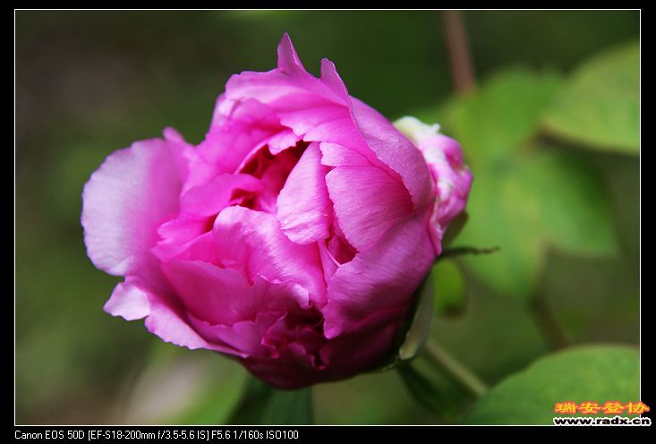 nEO_IMG_IMG_3238.jpg
