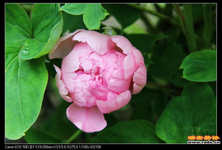 nEO_IMG_IMG_3243.jpg