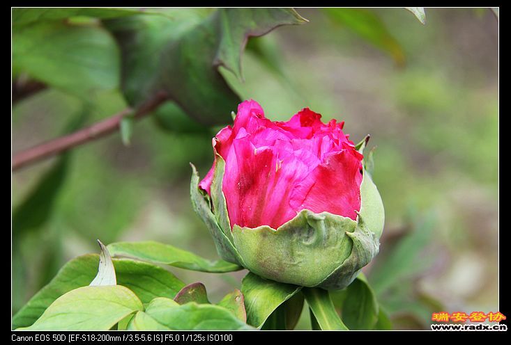 nEO_IMG_IMG_3250.jpg
