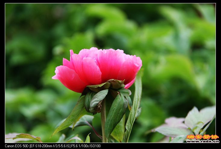 nEO_IMG_IMG_3256.jpg